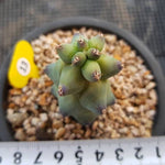 Myrtillocactus Geometrizans Fukurokuryuzinboku, (Not so Random)