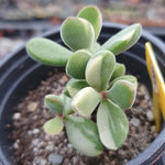 Crassula Rogersii, Variegata