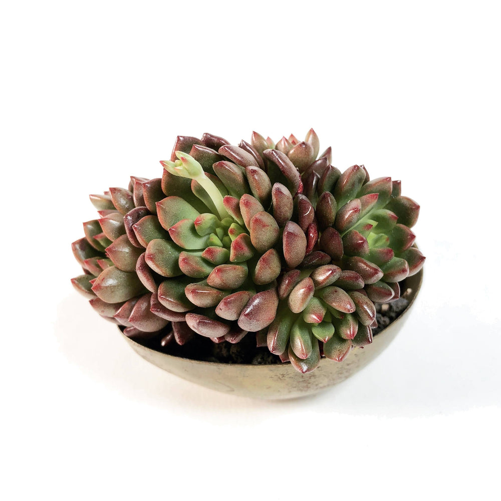 SPECIAL! JUST CART! Echeveria Pink Ruby!