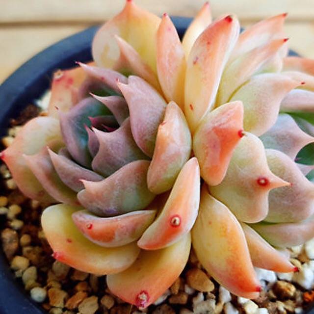 PRESALE Echeveria Rosanna, Double, (Random)