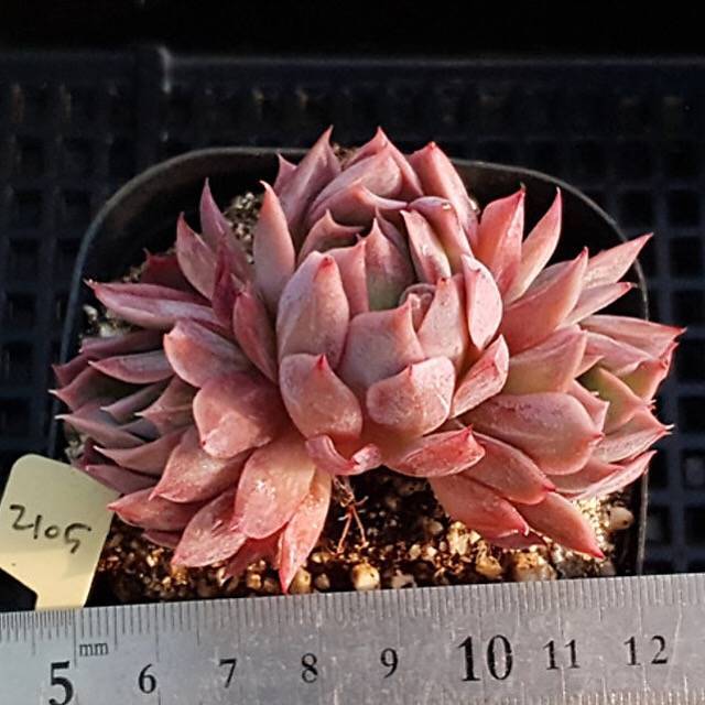 PRESALE Echeveria Bradburiana, Triple (Random)