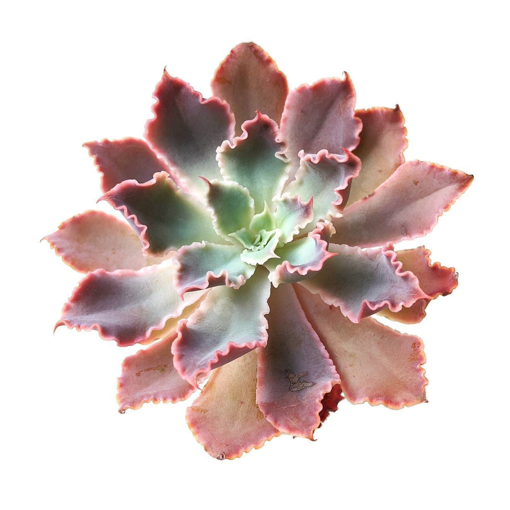 (RESERVED) Echeveria Shaviana Madre del Sur