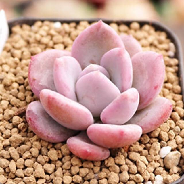 PRESALE Echeveria Pink Door, (Random)