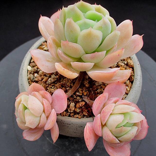 PRESALE Echeveria Lemon Berry, (Not so Random)