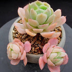 PRESALE Echeveria Lemon Berry, (Not so Random)