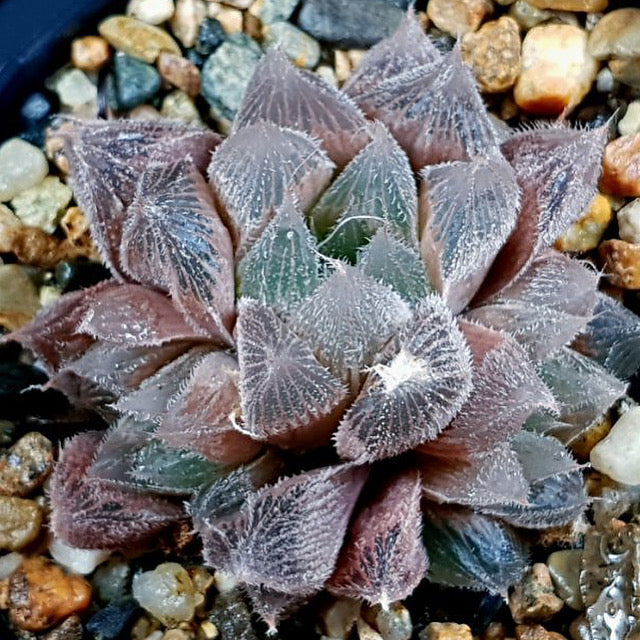 Haworthia Cooperi var. Venusta