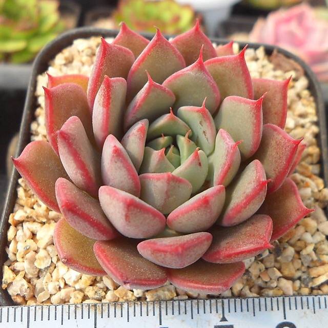 PRESALE Echeveria Ruby Singh, (Not so Random)