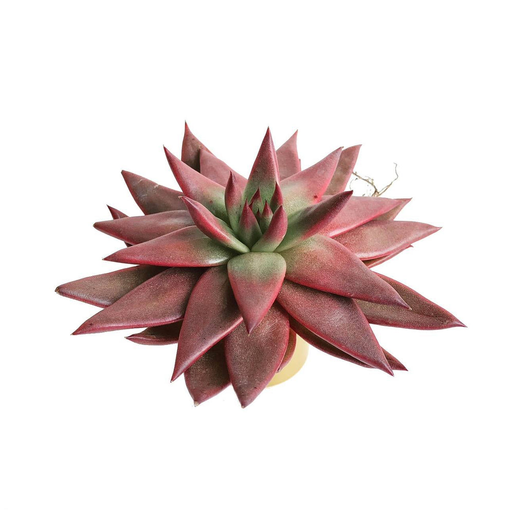 The GOOD, The BAD and The UGLY SALE! Echeveria Agavoides Amethyst