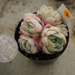 MOTHER'S DAY WEEKEND FLASH SALE! PRESALE Echeveria Elegans, Mini Clusters, (Random)