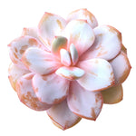 Echeveria Cream Tea