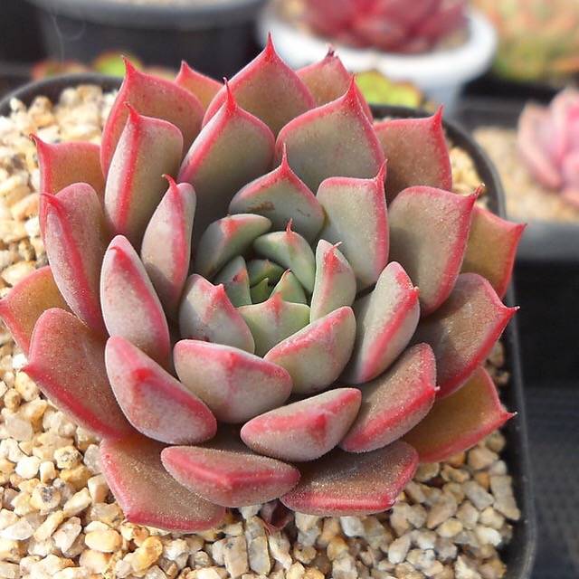 PRESALE Echeveria Ruby Singh, (Not so Random)