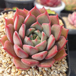 PRESALE Echeveria Ruby Singh, (Not so Random)