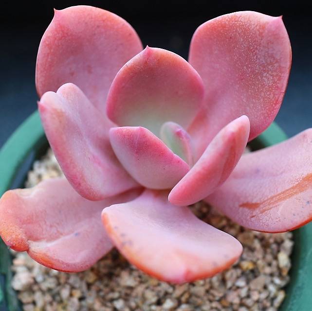Echeveria Berserk