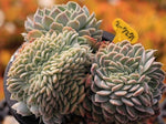 PRESALE Echeveria Elegans Potosina Crystal Cristata, (Not so Random)
