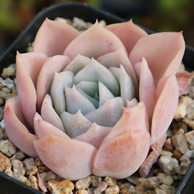 PRESALE Echeveria Jocelyn's Joy, (Random)