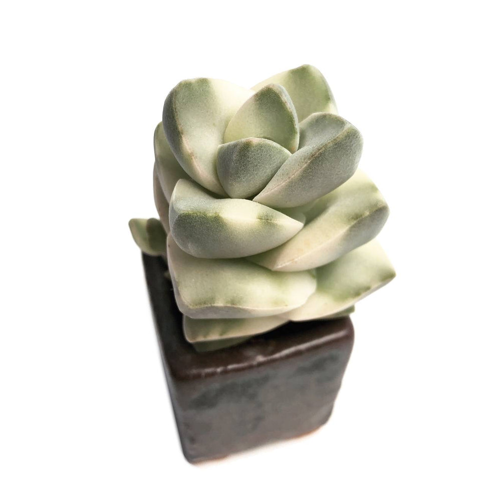 Crassula Moonglow, Variegata