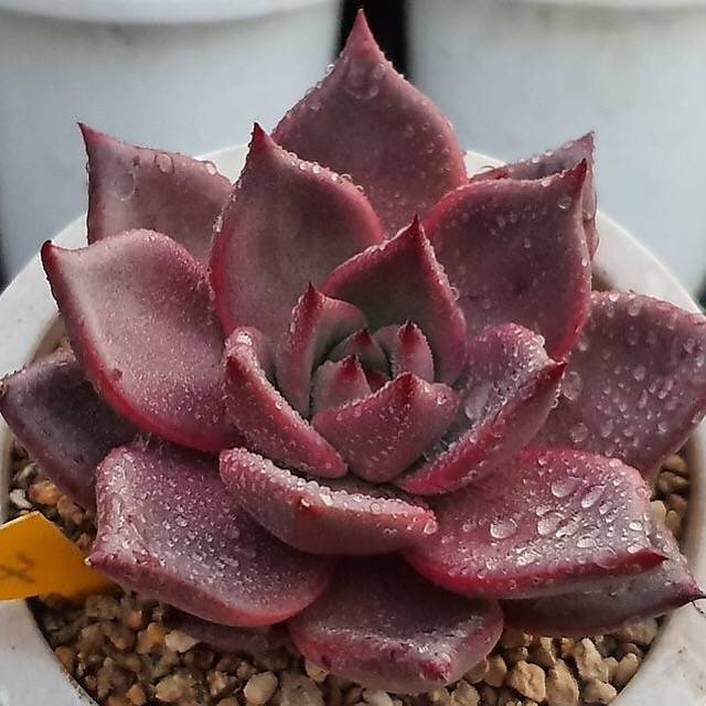 Echeveria Agavoides Ebony