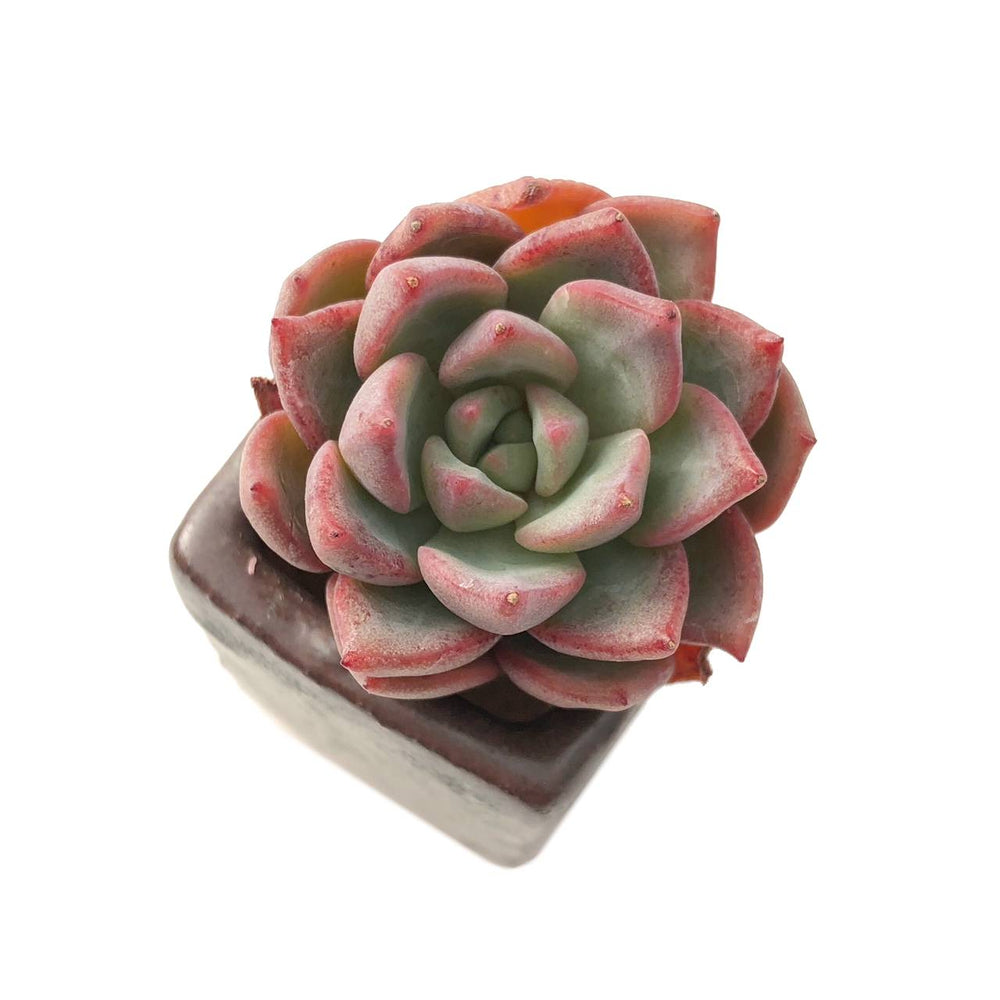 SALE! Echeveria Sp.