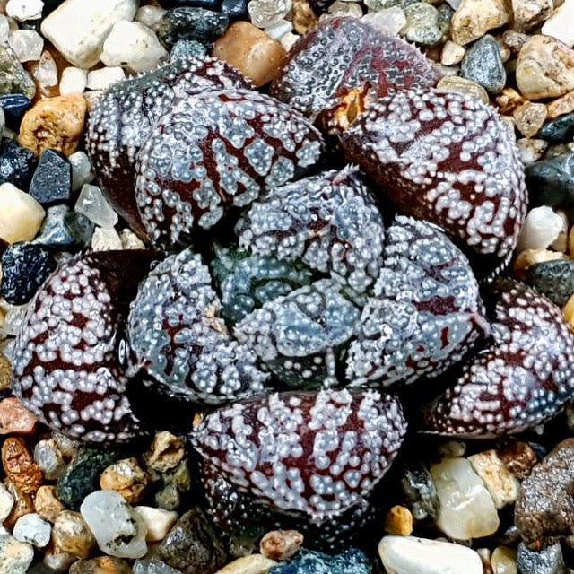 Haworthia Blue Diamond, Some Blemishes