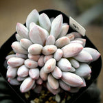 PRESALE Echeveria Venus, (Random)