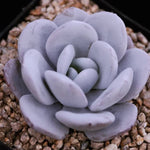 PRESALE Echeveria Lauii, (Random)