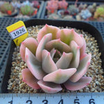 PRESALE Echeveria Secunda, Variegata, (Random)