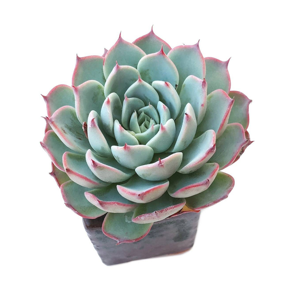 SALE! Echeveria Charmean