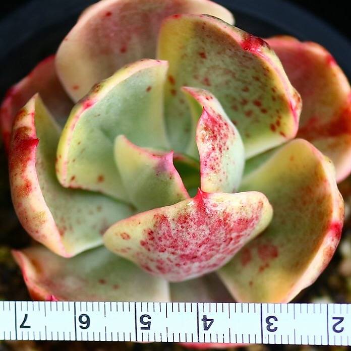 PRESALE Echeveria Angpang, (Random)