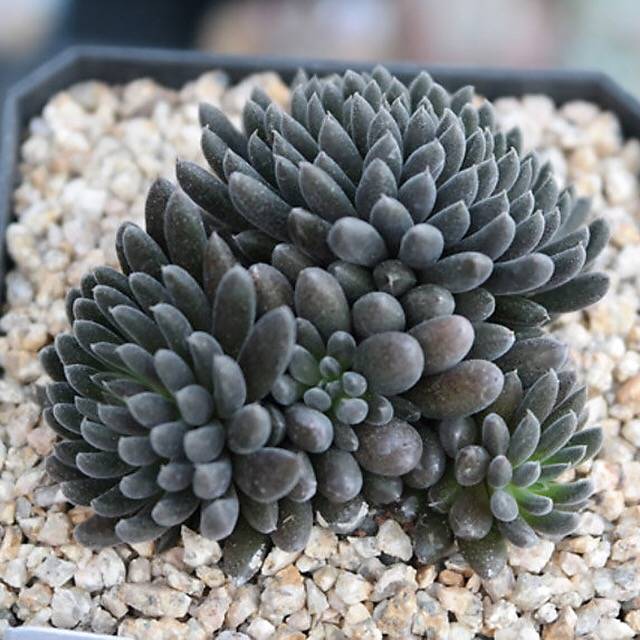 PRESALE Sinocrassula Yunnanensis, (Random)