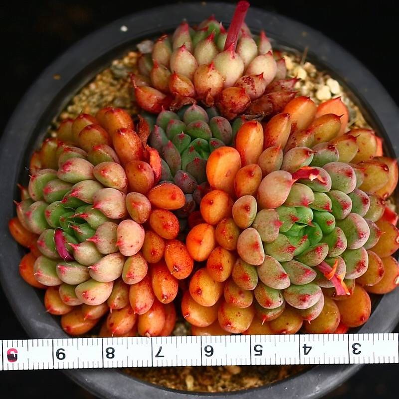 PRESALE Echeveria Green Surf, (Not so Random)
