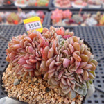 PRESALE Echeveria Tuxpan Cristata, (Not so Random)