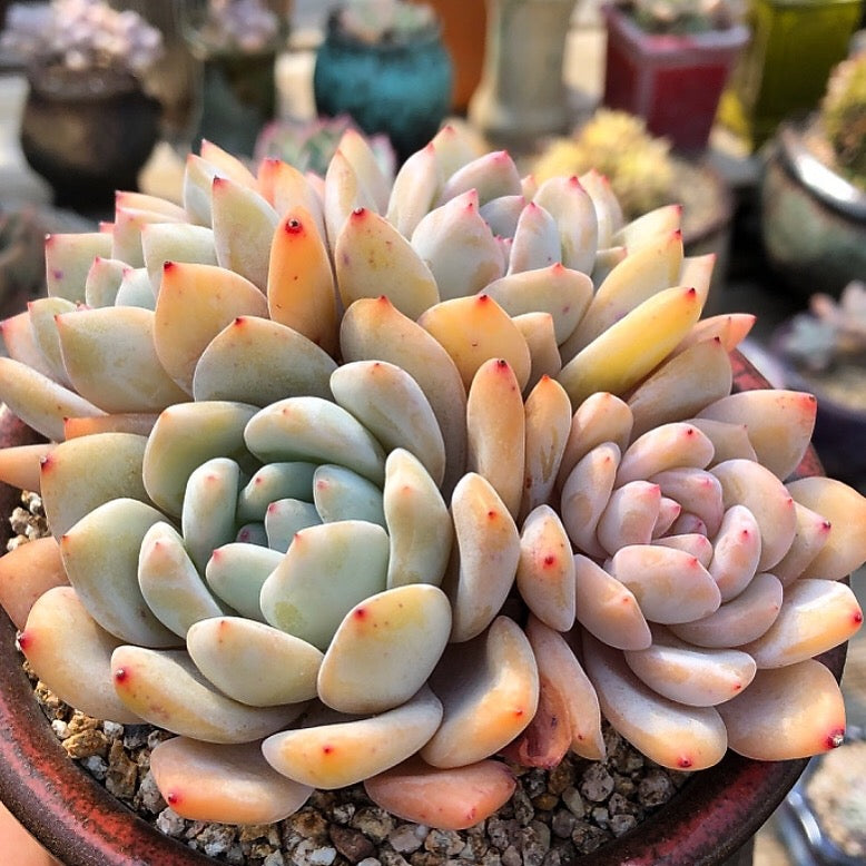 Echeveria Orange Monroe, (Exact Plant, with Video)