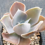 PRESALE Echeveria Vivian, NEW! (Random)