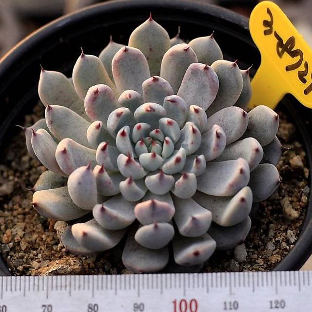 Echeveria White Zaragosa
