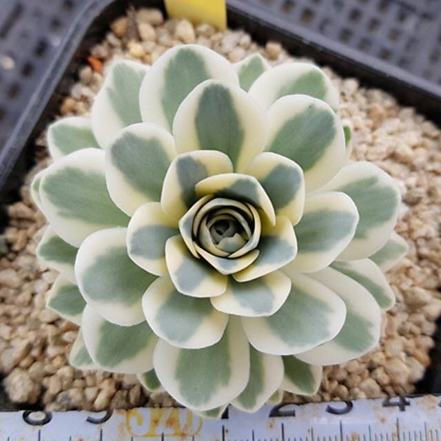 PRESALE Orostachys Fuji, (Random)