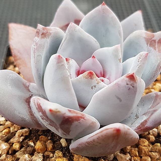 Echeveria Trumso, (Random)