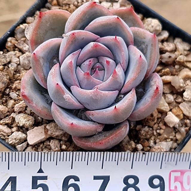 PRESALE Echeveria Colin, (Not So Random)