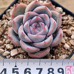 PRESALE Echeveria Colin, (Not So Random)