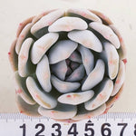 PRESALE Echeveria Elegans Potosina, (Not so Random)