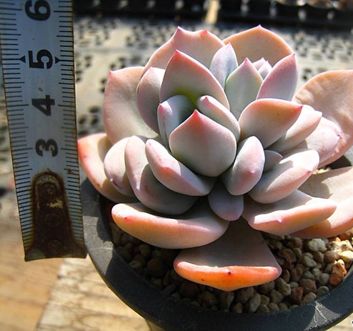 PRESALE Echeveria Cream Tea, (Random)