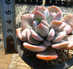 PRESALE Echeveria Cream Tea, (Random)