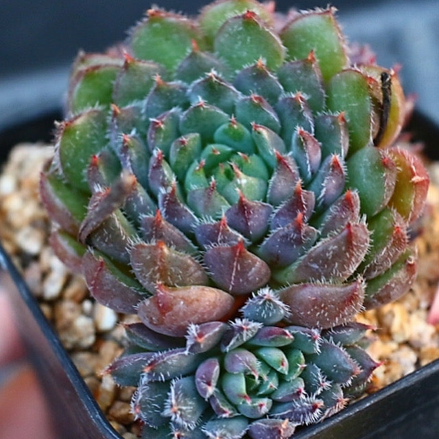 Echeveria Scorpio