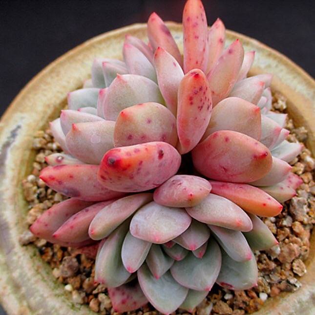 PRESALE Echeveria Ariel, Cluster, (Not so Random)