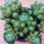 PRESALE Greenovia, (Not so Random)