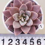 PRESALE Echeveria Lulu, (Random)