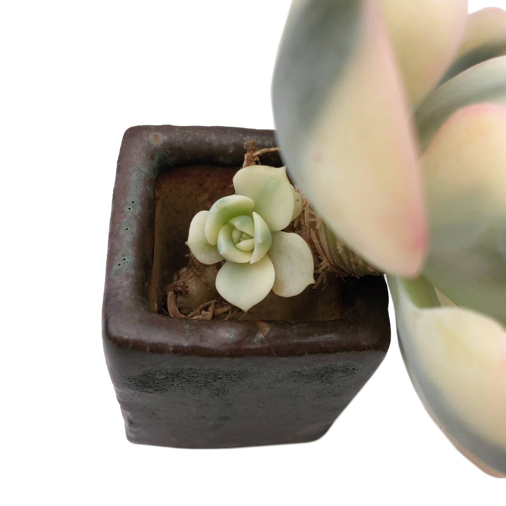 lenore dean succulent Echeveria Lenore Dean, 'Compton Carousel,' Two Small Pups, (Exact Plan –  Cedar Creek Farmhouse