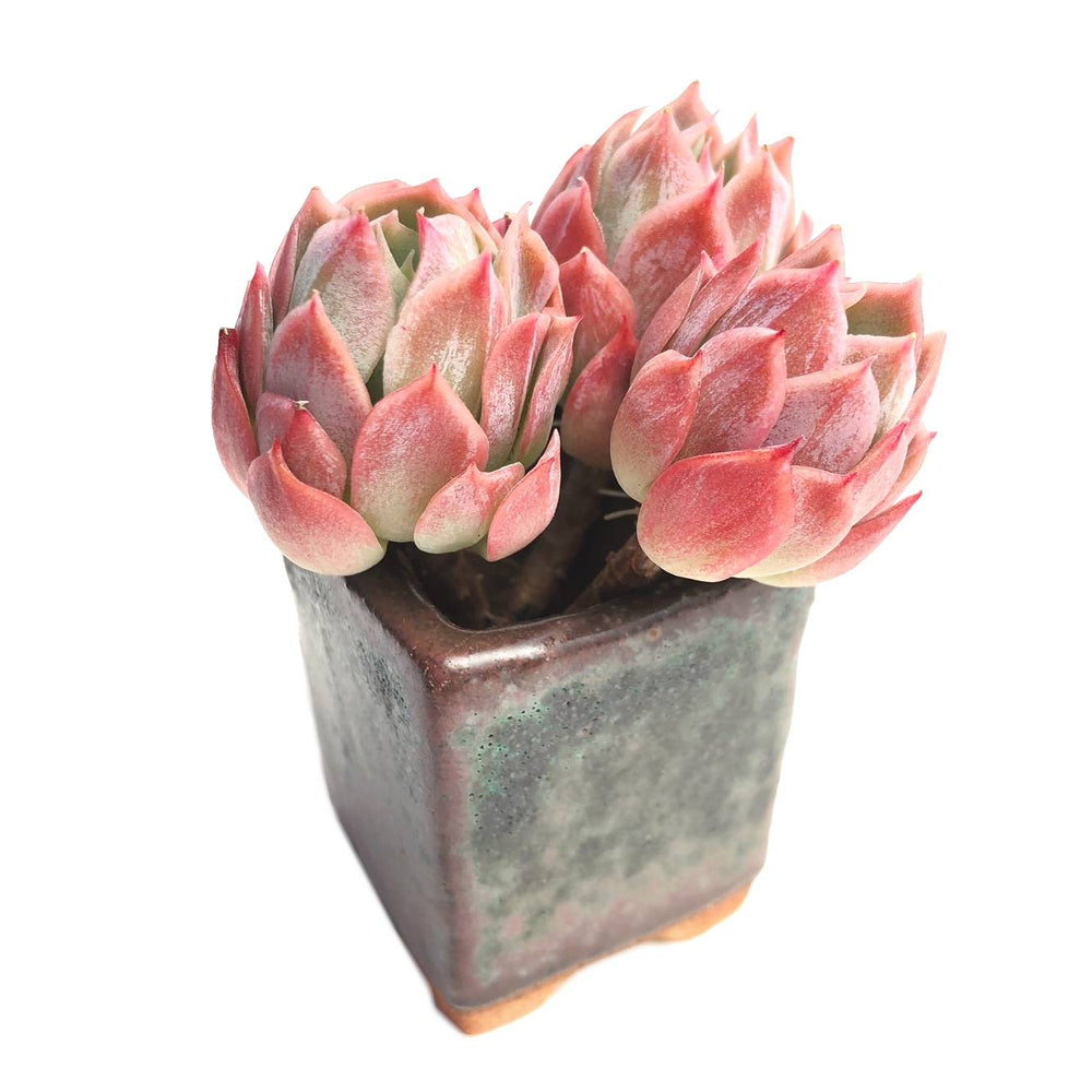 Echeveria Bradburiana