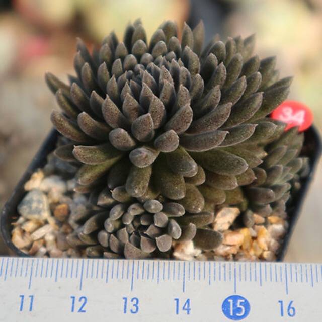 PRESALE Sinocrassula Yunnanensis, (Random)