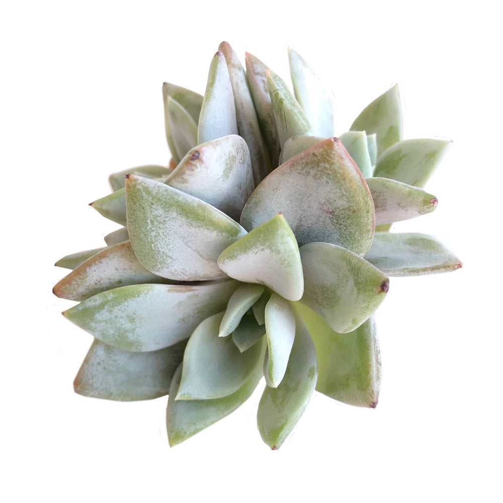 SALE! Echeveria Champagne, (Germany)