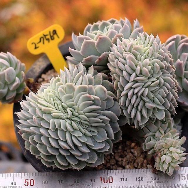 PRESALE Echeveria Elegans Potosina Crystal